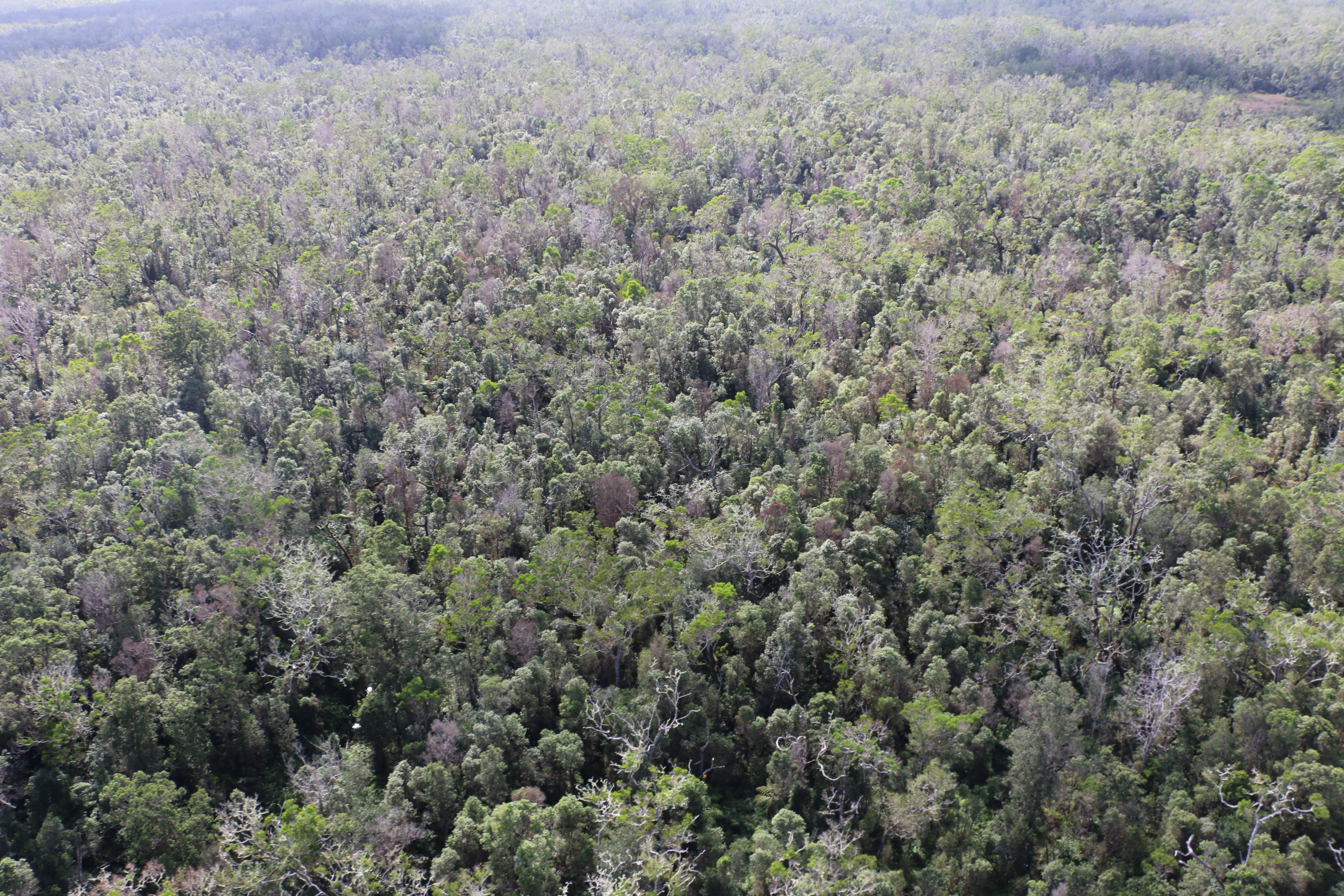 Rapid ‘Ōhi‘a Death. Photo courtesy: DLNR.