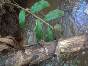 Creeks and streams provide sources for drainage and moving water, which can repel mosquitoes. Photo by Kiaora Bohlool.