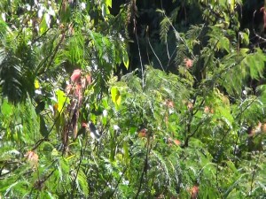 Experts say clear vacant property every three to six months to avoid a buildup of bugs. Photo by Kiaora Bohlool.