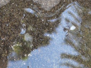Mosquitoes lay eggs in standing water. Photo by Kiaora Bohlool.