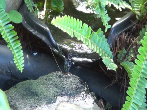 Keep water in ornamental ponds moving, and consider adding mosquito-eating fish or frogs to deter bugs. Photo by Kiaora Bohlool.