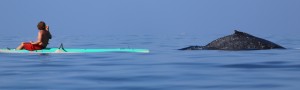 Robert Raimo and his wife Ellen were whale watching with other ocean goers when the shark sighting occurred at Mokapu Beach at around 11 a.m. on Saturday, Jan. 16, 2016. Photo credit: Robert Raimo