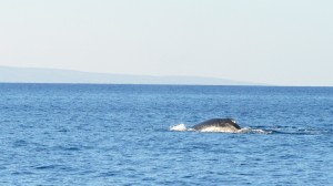 A humpback whale surfaces near Maui during a joint patrol between the Coast Guard and Hawaii Department of Land and Natural Resources, Feb. 11, 2016. Coast Guard members from Station Maui and the USCGC Kiska (WPB 1336) with officers from the DLNR frequently conduct patrols in the Hawaiian Islands Humpback Whale National Marine Sanctuary during the early part of the year to ensure the safety of mariners and the whales following their migration from Alaska to engage in mating and calving. (U.S. Coast Guard photo by Chief Petty Officer Sara Mooers/Released)