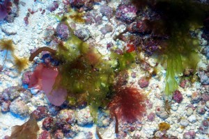 New species of deep-water algae, Umbraulva kuaweuweu, which refers to the Hawaiian god of prosperity (Kū) and the area north of Maui, and is intended to refer to “grass of Kū.” Photographed by diver at 277 feet off Lisianski Island in Papahānaumokuākea Marine National Monument. Photo by Brian Hauk/NOAA, 2015.