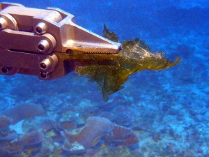 New species of deep-water algae collected by a submersible of the Hawaiʻi Undersea Research Laboratory at 304 feet from Lahaina, Maui. (Credit: HURL archives, 2009).