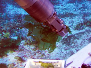 The new algae species Umbraulva kuaweuweu being collected at 264 ft depth from west Maui. Photo by the Hawai'i Undersea Research Laboratory.