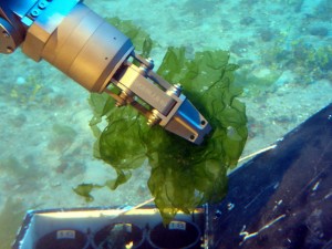 New species of deep-water algae Ulva ohiohilulu collected by a submersible of the Hawaiʻi Undersea Research Laboratory at 304 feet from west Maui. (Credit: HURL archives, 2009).