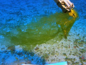 New species of deep-water algae Ulva ohiohilulu collected by a submersible of the Hawaiʻi Undersea Research Laboratory at 307 feet off south Maui. (Credit: HURL archives, 2009)