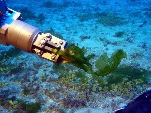 New species of deep-water algae, Ulva ohiohilulu, collected by a submersible of the Hawaiʻi Undersea Research Laboratory at 281 feet from south Maui. (Credit: HURL archives, 2009).