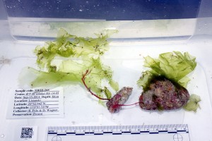 The new algae species Ulva ohiohilulu collected from 277 ft depth from Lisianski, Northwestern Hawaiian Islands, Papahānaumokuākea Marine National Monument. Photo by NOAA Office of National Marine Sanctuaries.