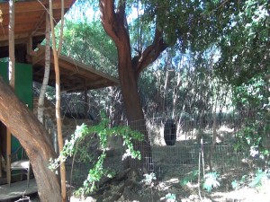 Goat pen and outbuilding, part of the 14 acres that now belongs to Montessori Hale O Keiki in Ukumehame. Courtesy photo.
