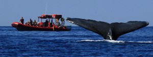 Tour boat REDLINE out of the Kīhei Boat Ramp gives their tour a thrill with this view of a humpback diving next to the boat. Photo credit: Ellen Raimo.
