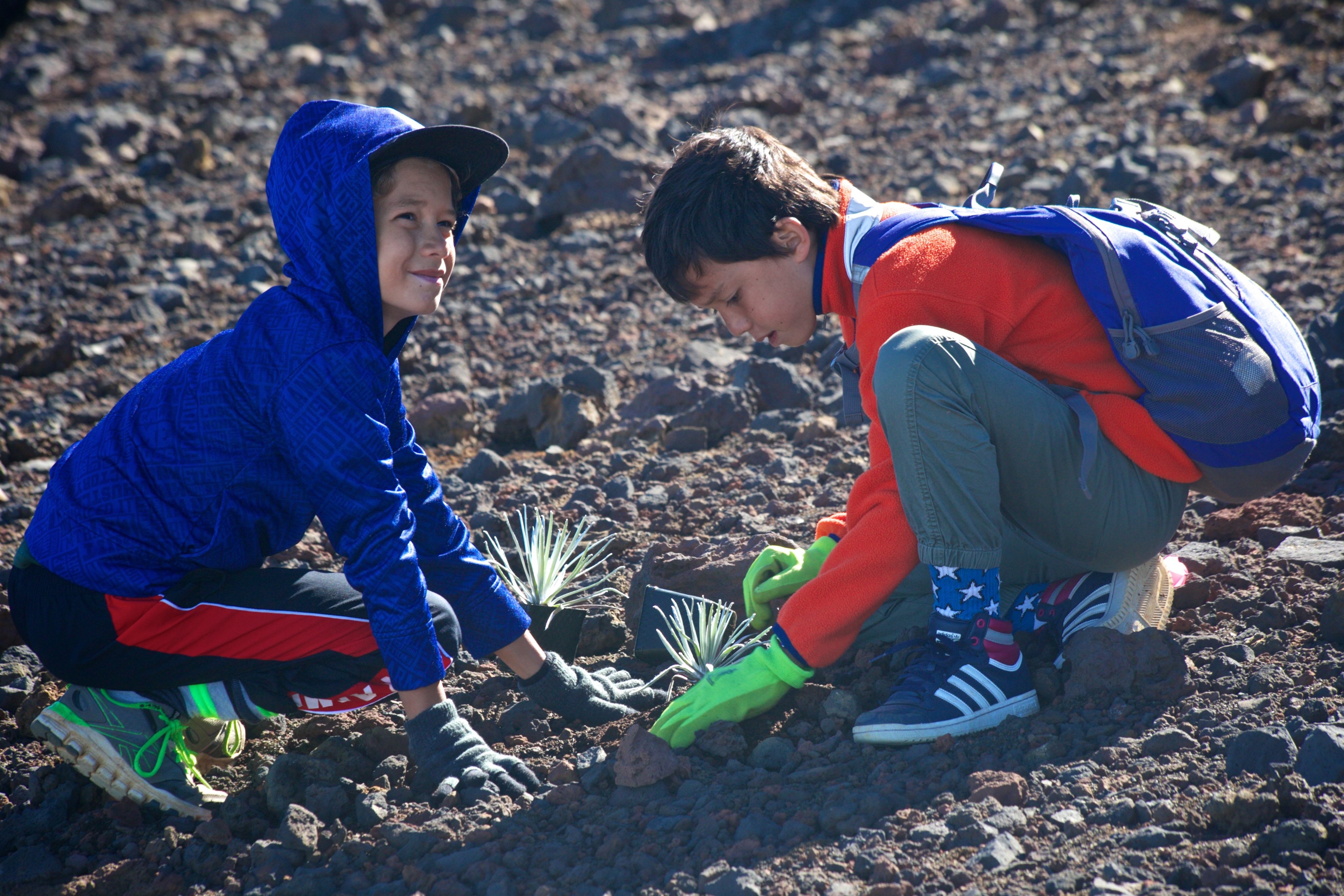 Students planting silverswords at Haleakalā.