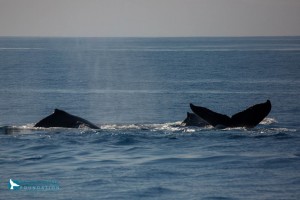 Great Whale Count Maui 2016. Photo credit: Pacific Whale Foundation.