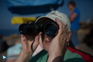 Great Whale Count Maui 2016. Photo credit: Pacific Whale Foundation.