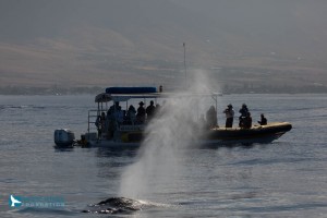 Great Whale Count Maui 2016. Photo credit: Pacific Whale Foundation.