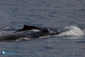 Great Whale Count Maui 2016. Photo credit: Pacific Whale Foundation.