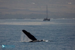 Great Whale Count Maui 2016. Photo credit: Pacific Whale Foundation.