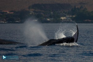 Great Whale Count Maui 2016. Photo credit: Pacific Whale Foundation.
