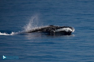 Great Whale Count Maui 2016. Photo credit: Pacific Whale Foundation.