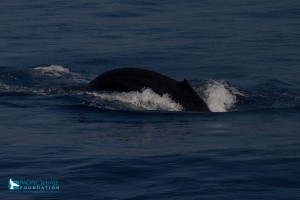 Great Whale Count Maui 2016. Photo credit: Pacific Whale Foundation.
