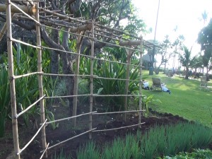Grounds at Kā‘anapali Beach Hotel. Photo by Kiaora Bohlool.