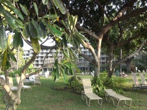 Grounds at hotel at KBH. Photo by Kiaora Bohlool.