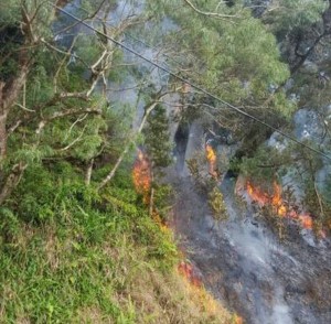 Wailuaiki Fire, Mile 20, Hāna Hwy. Photo credit: Kapena Kalama.