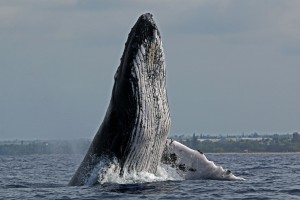 Robert and Ellen Raimo caught these images of a male humpback breaching of of Kīhei, Maui on Tuesday, March 22, 2016. Courtesy photo.