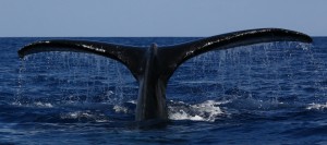 Humpback whale tail photographed by Robert Raimo on Feb. 29, 2016. Courtesy photo.