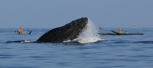 Humpback whale photographed by Robert Raimo (Feb. 2016). Courtesy photo.