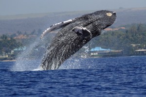 Ellen Raimo captured this image of breaching humpback swimming in Maui waters on March 3, 2016. She called it the best day of the season for whale photography with lots of activity reported on the water that day. Courtesy photo.