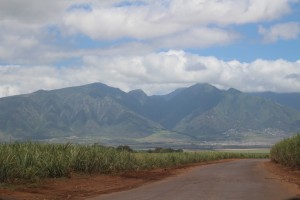 HC&S sugar cane fields cover the Central Maui plain. The company announced plans to stop farming sugar at the end of 2016, and will instead pursue a diversified agricultural model for the 36,000 acres presently in cultivation. Photo by Wendy Osher.