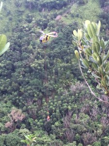 Photo credit: Maui Department of Fire & Public Safety.