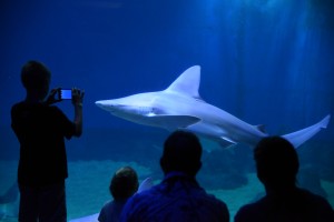 Sleep with the Sharks. Maui Ocean Center photo.