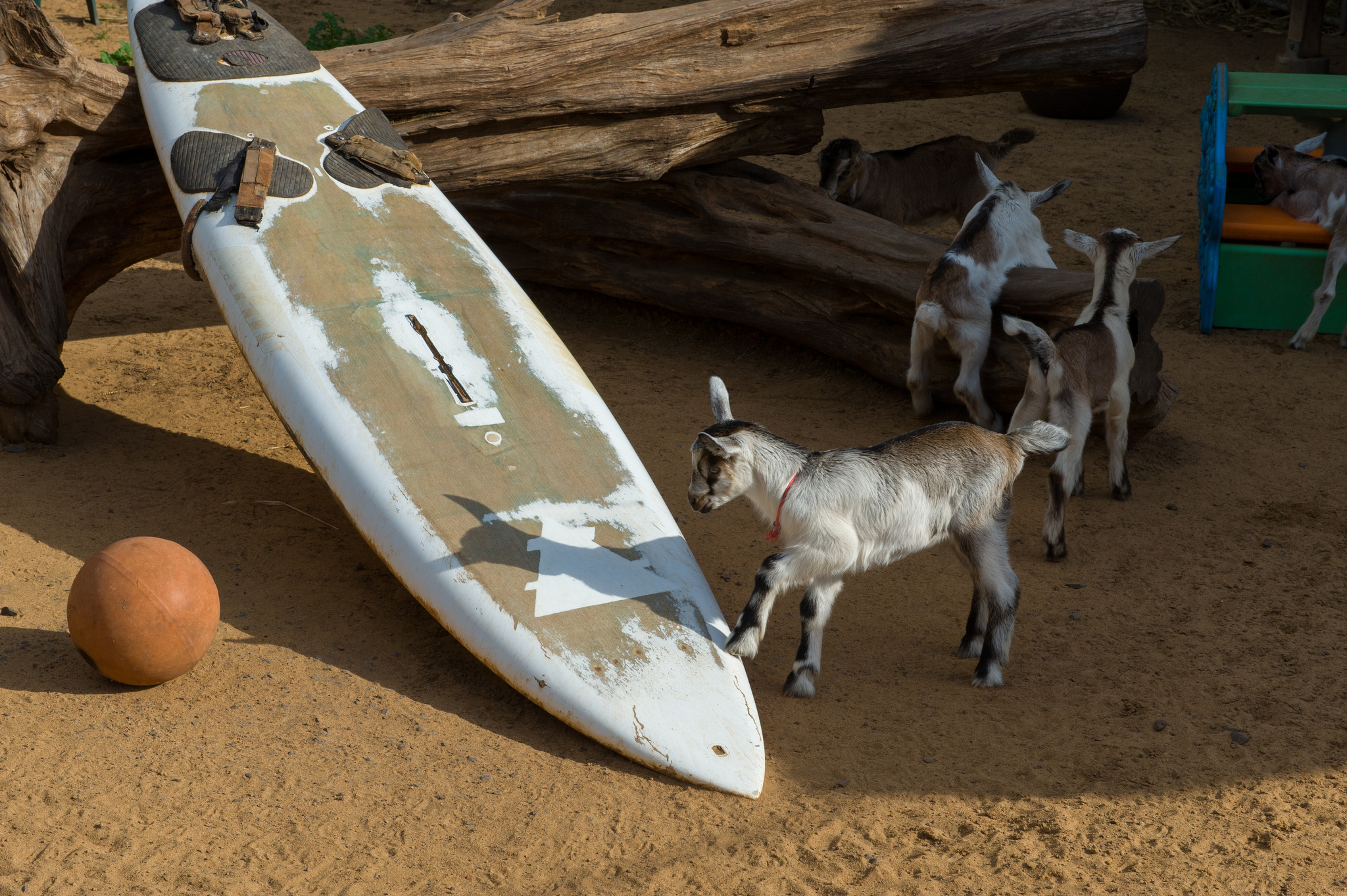 Surfing Goat Dairy Farm off Omaopio Road. Photo courtesy of Brian Lauer.