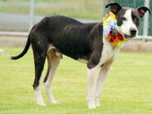 Fitz. "After" photo courtesy: Maui Humane Society.