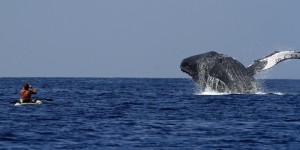 Ellen Raimo caught this images of a humpback whale breaching of of Kīhei, Maui on March 3, 2016. Courtesy photo.