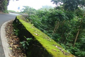 Hāna Highway, file photo by Wendy Osher.