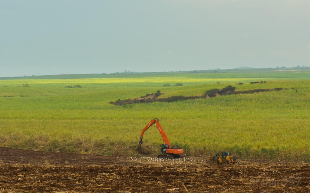 HC&S field work, final sugar harvest. Photo credit: Chris Archer.
