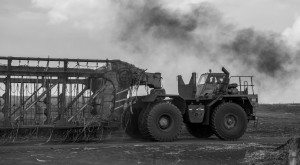 HC&S field work, final sugar harvest. Photo credit: Chris Archer.