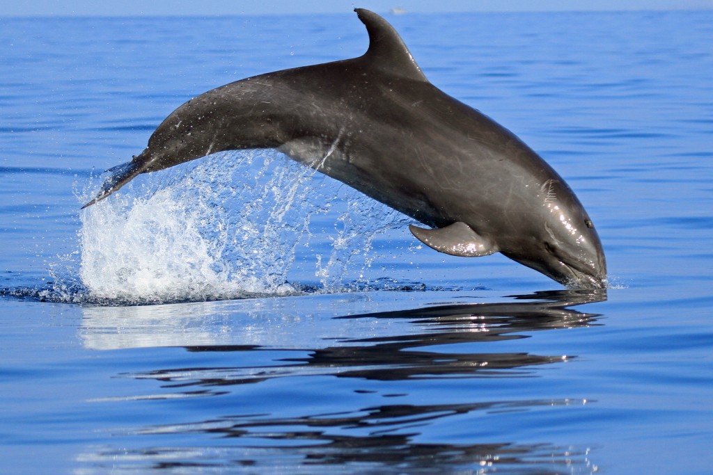 Bottlenose dolphin (4.4.16) Photo credit: Robert Raimo.
