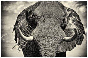 "Textures of Life," National Geographic Fine Art Gallery image.