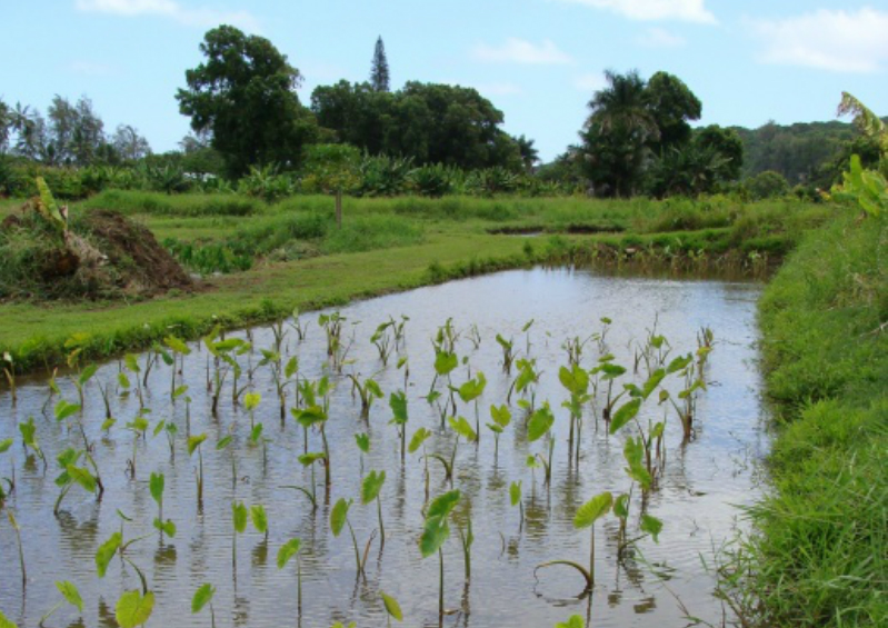 File photo of Keʻanae by Wendy Osher 2009