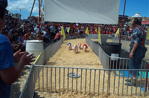 Hedrick’s PIG RACES. E.K. Fernandez Shows.