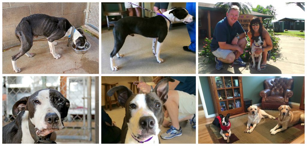 Fitz's road to recovery. Photo credit Maui Humane Society.
