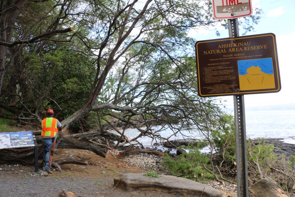Kiawe trees being cut down and removed from ʻĀhihi-Kīna‘u Natural Area Reserve on Maui’s south shore. Image credit: DLNR.