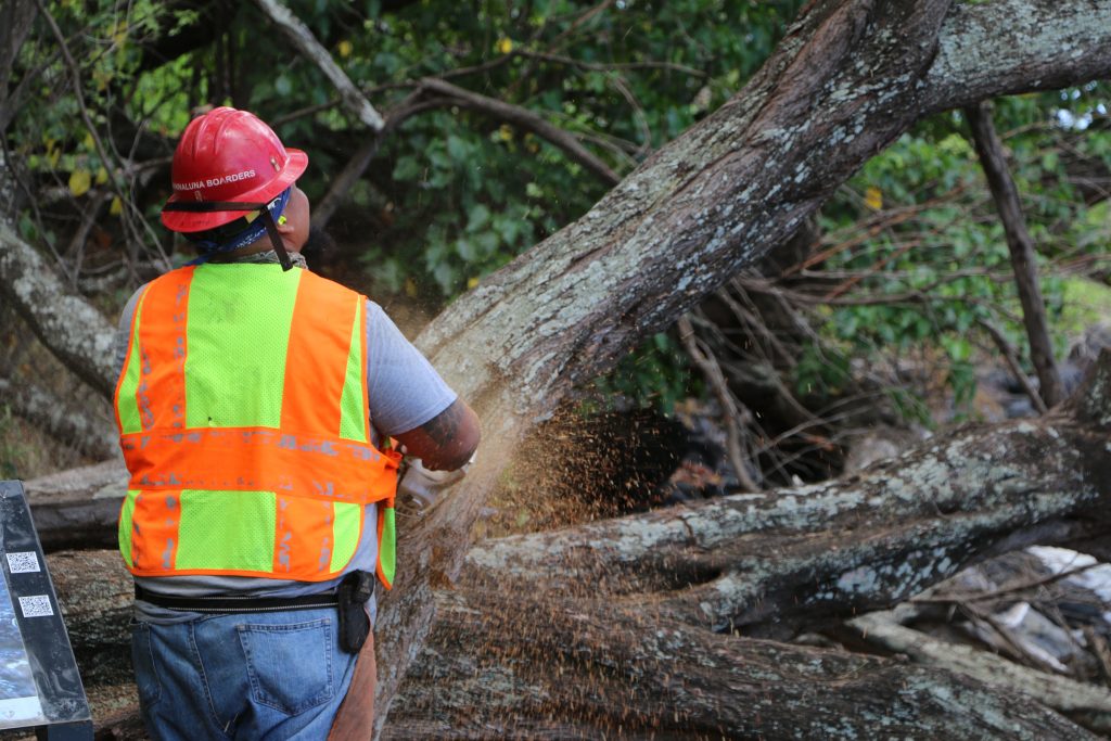Kiawe trees being cut down and removed from ʻĀhihi-Kīna‘u Natural Area Reserve on Maui’s south shore. Image credit: DLNR.