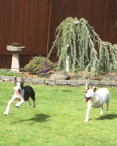 Fitz (left) and Tiki a.k.a. "Bethany" (right). Photo courtesy Maui Humane Society.