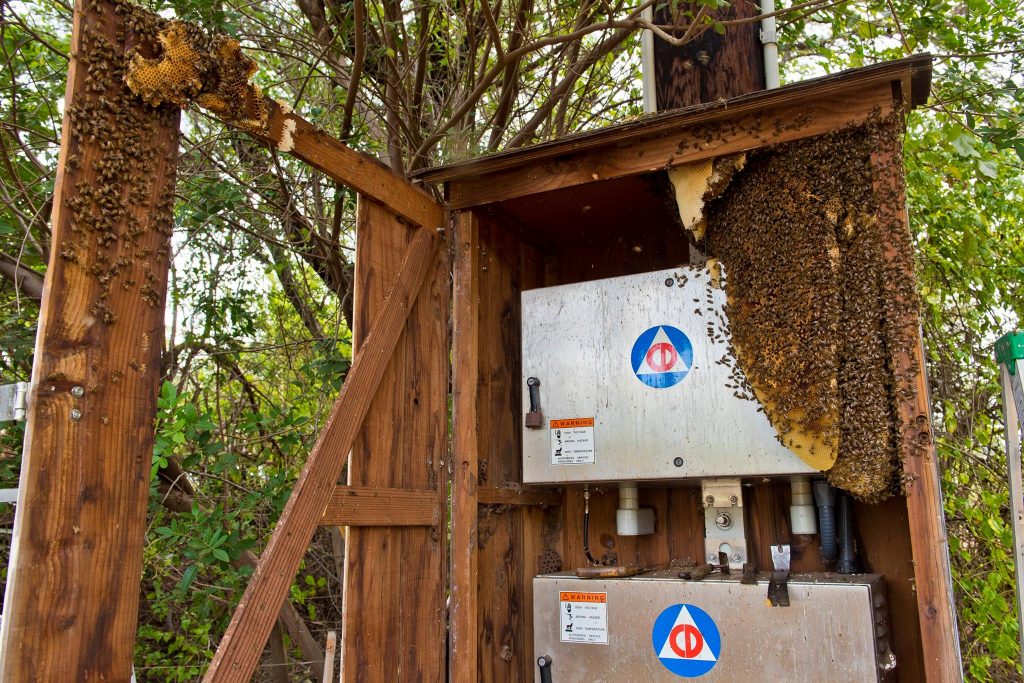 Beehive removal on a Civil Defense siren at Haycraft Beach Park in Māʻalaea. (6.2.2016) (Photo: Ryan Piros)